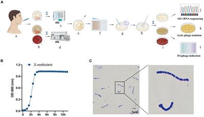 SVep1, a temperate phage of human oral commensal Streptococcus vestibularis